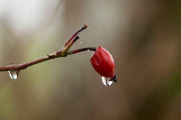 poil à gratter