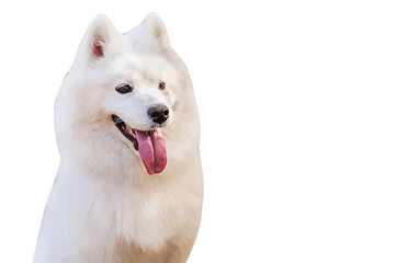illustration of a white fawn happy samoyed dog on a white background for logos, t-shirts