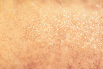 Naklejka premium Blurred for​ background.The brown grass that has dew in the morning during the winter.