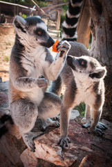 Two lemurs with a carrot