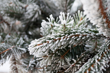 Pine branch covered with frost, crystals Pine branches with long needles in the cold