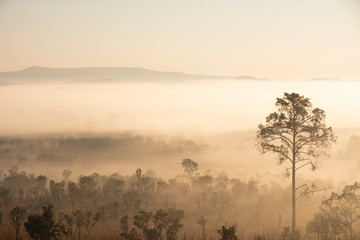 Blurred for Background.Sunrise in the morning with fog floating in the forest in the winter.