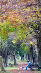 Classic blad cypress scene of the Taiwan bald cypress trees reflection, Taiwan