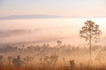 Fototapeta na wymiar Blurred for Background.Sunrise in the morning with fog floating in the forest in the winter.