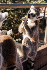 Cute baby lemur with a carrot