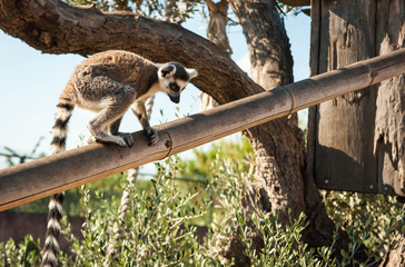 Cute baby lemur
