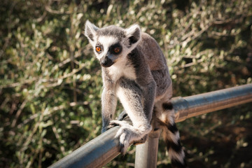 Cute baby lemur © mariamaks
