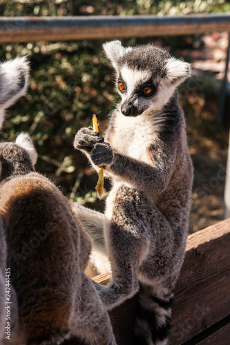 Cute Baby Lemur With A Carrot Stock Photo And Royalty Free Images
