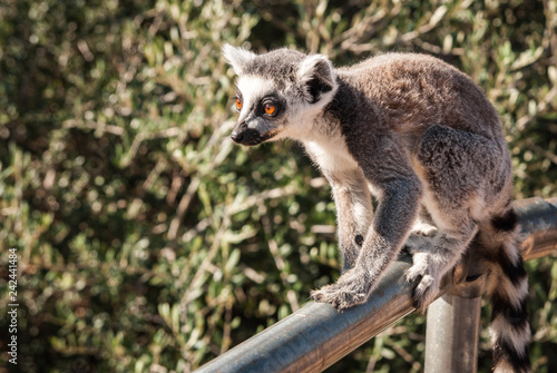 Cute Baby Lemur Stock Photo And Royalty Free Images On Fotoliacom