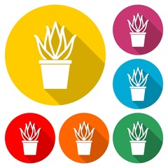 Aloe vera plant with leaves icon or logo, color set with long shadow
