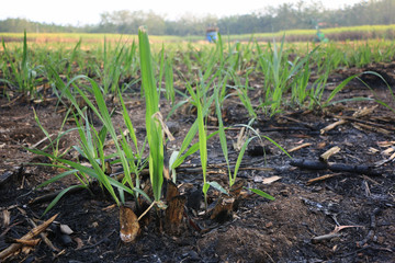 close up Sugarcane harvesting by cane burning after harvest