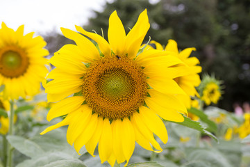 Naklejka premium Sunflower