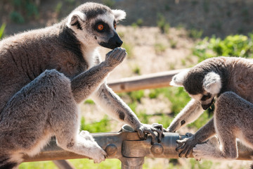 Family of lemurs