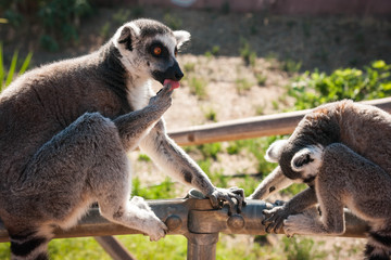 Family of lemurs