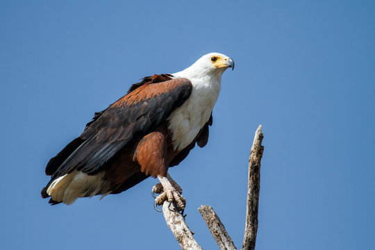 African fish eagle on a branch at Lake Chamo in the Rift Valley in the south of Ethiopia