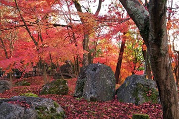 Scenery of Japanese autumn leaves.