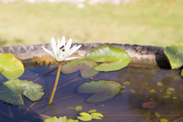 water lily flower