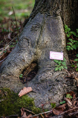 fairy door sign hanging near to a nook at the base of a tree in garden happy portrait space for text