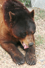 Big brown bear lays on the ground and leaks his paw with long claw. Outdoor natural Zoo in...