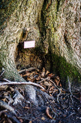 fairy sign hanging above tree root in woodland happy portrait space for text