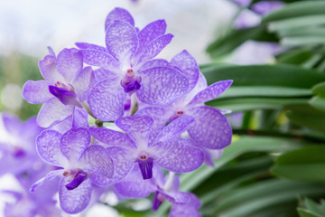 Orchid flower in orchid garden at winter or spring day for postcard beauty and agriculture idea...