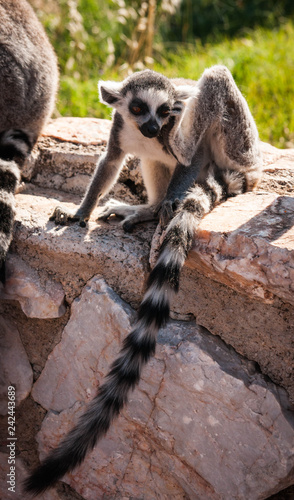 Cute Baby Lemur Stock Photo And Royalty Free Images On Fotoliacom