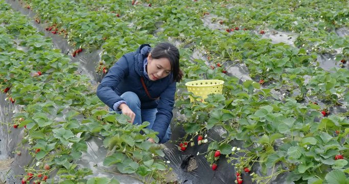 Woman find strawberry in the farm