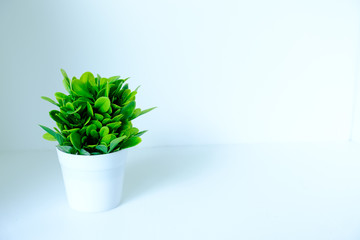 Mini plastic artificial plants in white plastic pot.