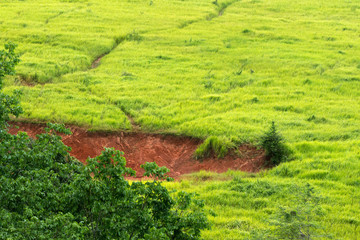 Obraz premium green nature grass land forest mountain landscape and Salt lick for all wild animals to eat at Khao yai national park,Thailand