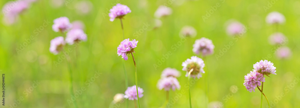 Canvas Prints light pink wild flowers in green stripe