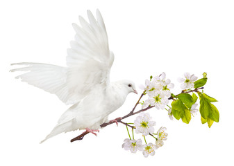 flying white dove with cherry tree branch in blooms