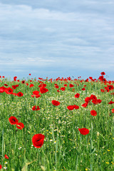 red poppies flower meadow landscape spring season
