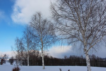 北海道　冬の枯れ木
