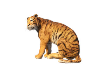 Tiger seated looking left isolated on white background,3d rendering