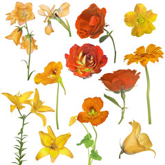 Fototapeta na wymiar collection of twelve yellow and orange flowers isolated on white