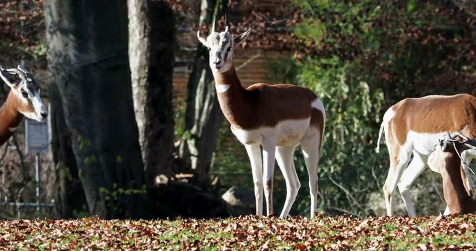 Mhorr-Gazelle -  Gazella dama mhorr