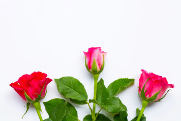 Rose flowers on white background.