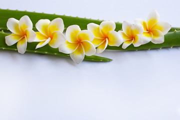 Aloe vera and Plumeria flower with leaves on white.