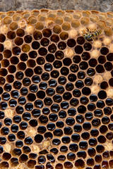 Close up view of honeycomb with honey on vintage background..