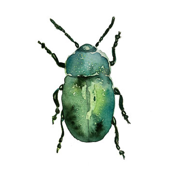 Hand drawn watercolor isolated bug