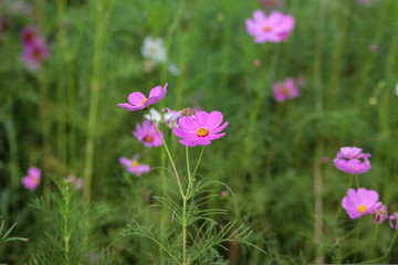 Obraz premium flowers in green grass