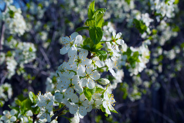 Plum blossom close up