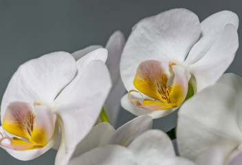 Closeup of white phalaenopsis orchid flower Phalaenopsis known as the Moth Orchid or Phal on the grey background. Selective focus.