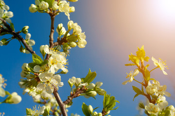 Plum blossom close up