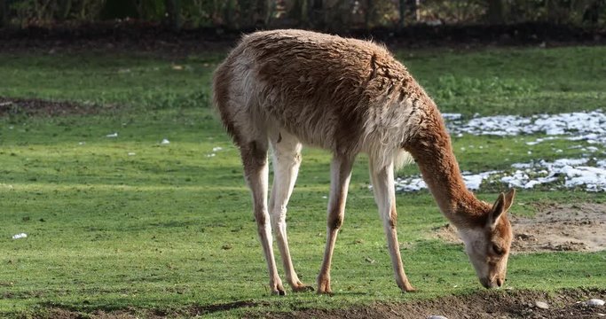 Vikunja - Vicugna vicugna - Lama glama
