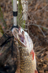 Freshwater pike fish. Two freshwater pike fish on fish stringer on natural background..