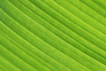 Tropical leaf abstract background