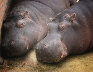 Sleeping hippopotamus, background, texture, blurred image