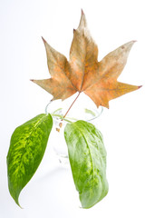 Fototapeta premium Three leave. Two green leaves and one dead maple leaf. Green and brown leaves. 