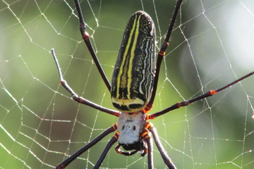 Nephila pilipes